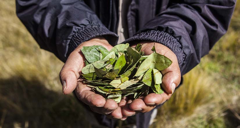 A pesar de que hemos vivido de primera mano los efectos de la criminalización y la violencia asociada a la producción de estupefacientes, la política pública sobre drogas del Gobierno nacional no ha sido consultada con los Pueblos Indígenas. Hacemos un llamado para que la construcción de esta sea una forma de reparar a nuestras comunidades.